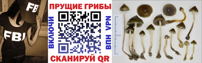 Купить  Сураж  Галлюциногенные грибы Psilocybe 